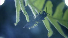 Pemphredonina