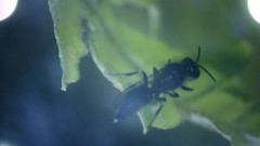 Pemphredonina