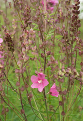 Sidalcea cusickii