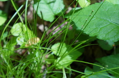 Carex trisperma