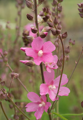 Sidalcea cusickii