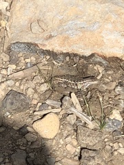 Sceloporus graciosus