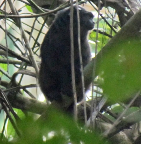 Black Tamarin