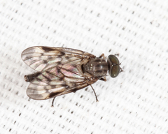 Rhagio punctipennis