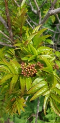 Sorbus sambucifolia