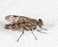 Rhagio punctipennis