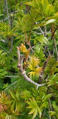 Sorbus sambucifolia