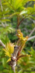 Sorbus sambucifolia