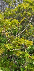 Sorbus sambucifolia