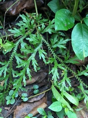 Selaginella uncinata