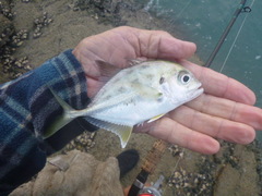 Caranx bucculentus