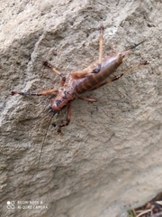 Liparoscelis pallidispina