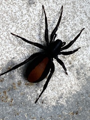 Castianeira descripta