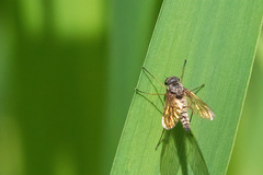 Symphoromyia