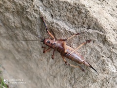 Liparoscelis pallidispina