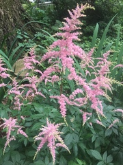 Astilbe japonica
