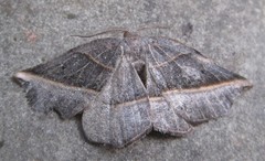 Metanema determinata