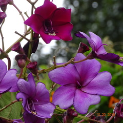 Meriania nobilis