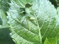 Hierodula patellifera