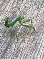 Hierodula patellifera