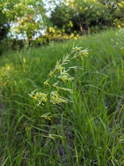 Bromus inermis