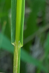 Bromus inermis