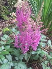 Astilbe japonica