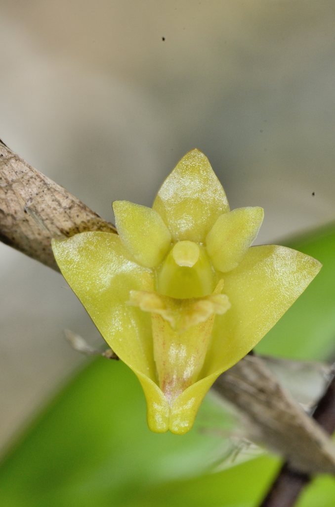 Dendrobium anceps (Dendrobium anceps)