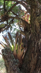 Tillandsia clavigera