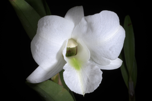 Schuetze's Dendrobium