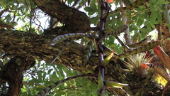 Tillandsia clavigera