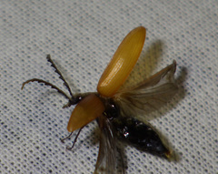 Pseudocistela ceramboides