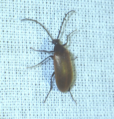 Pseudocistela ceramboides