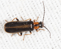 Rhagonycha recta