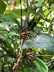 Lycorea halia cleobaea