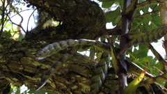 Tillandsia clavigera