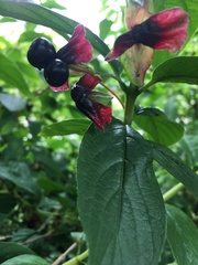 Lonicera involucrata involucrata