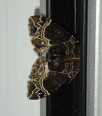 Ecliptopera capitata