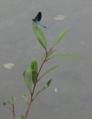Matrona basilaris