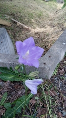 Campanula persicifolia