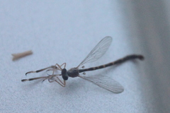 Leptogastrinae
