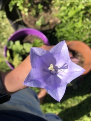 Campanula persicifolia