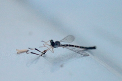 Leptogastrinae