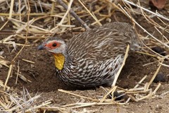 Pternistis leucoscepus