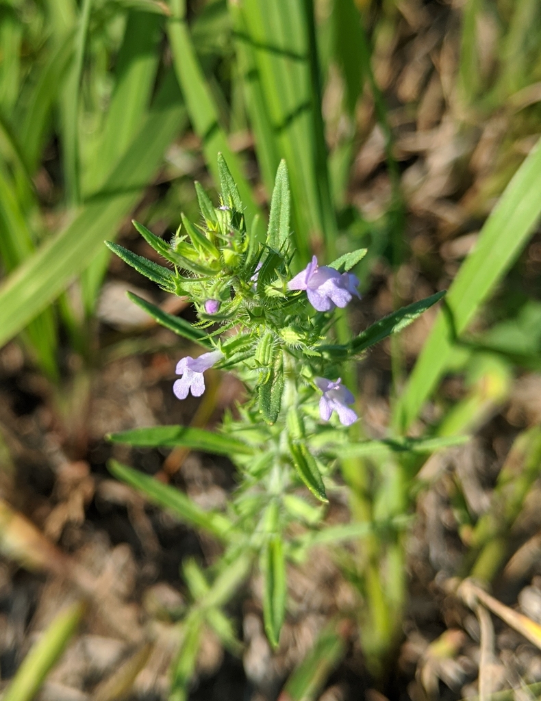 Rough False Pennyroyal from Sioux City, IA 51105, USA on June 11, 2020 ...