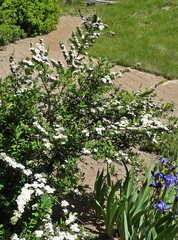 Spiraea nipponica