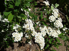 Spiraea nipponica