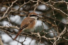 Lanius phoenicuroides