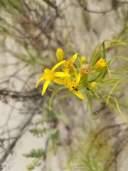 Senecio blochmaniae