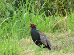 Phasianus versicolor